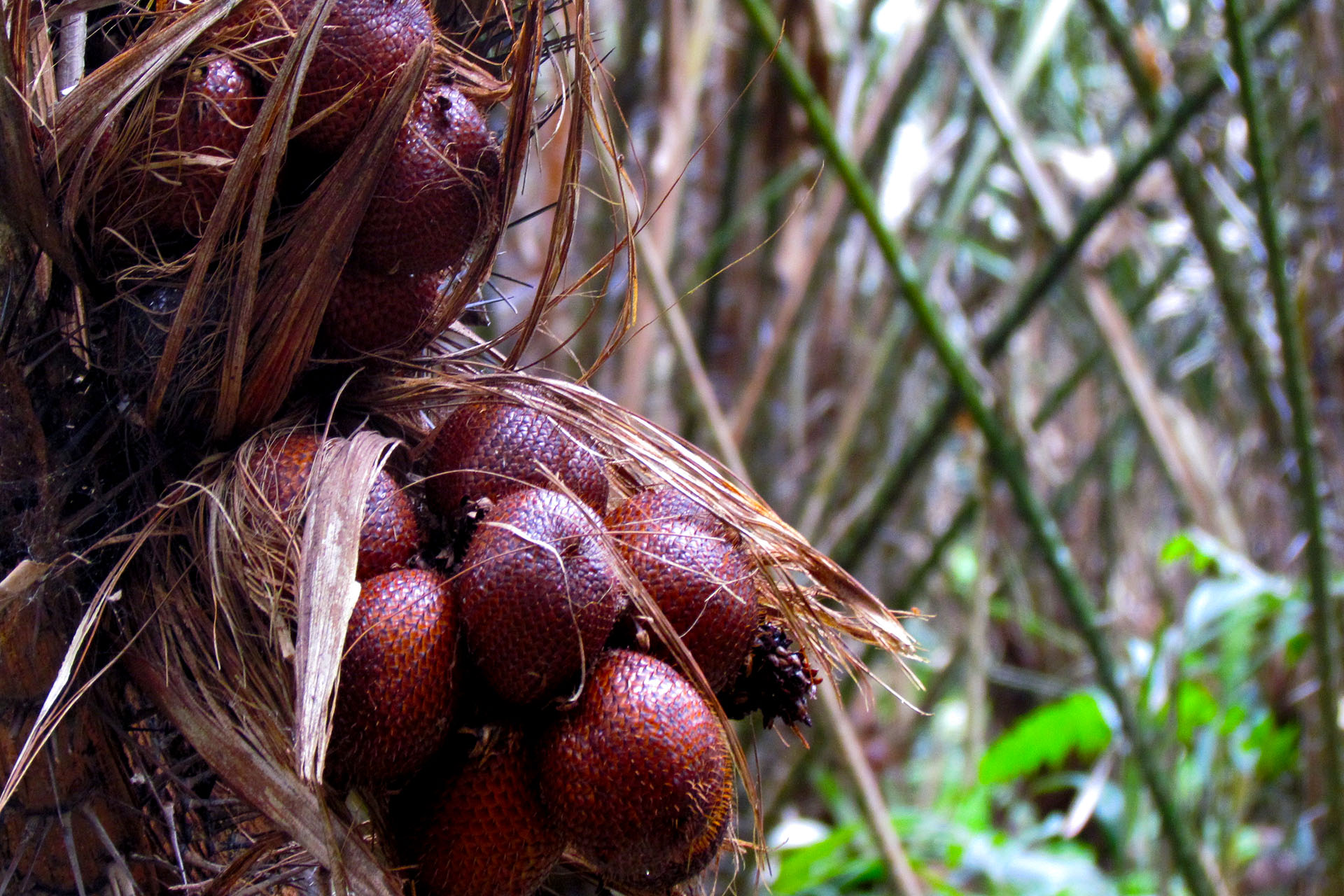 Salak agro Jeep Village